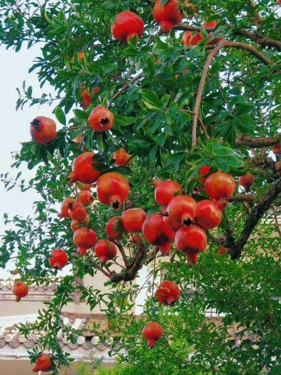 cây cảnh, trồng cây cảnh, kiến thức