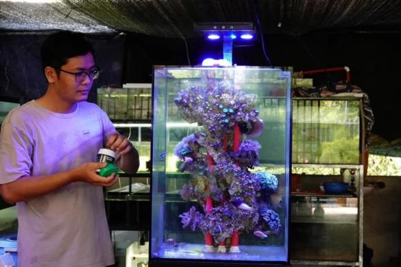 Nuôi cá biển tại nhà