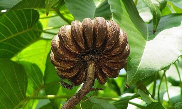 cây hộp cát, loài cây nguy hiểm nhất thế giới