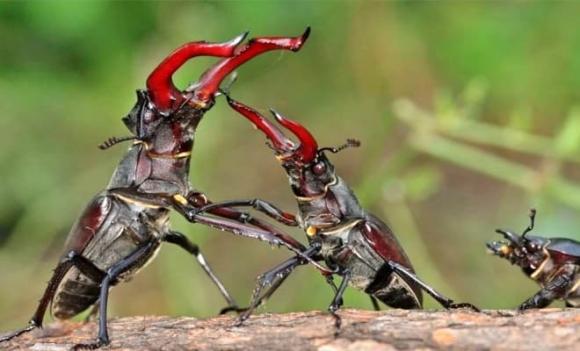 Loài bọ quý hiếm, loài côn trùng đắt nhất thế giới, Bọ cánh cứng Stag Beetles 