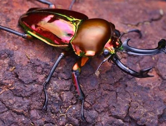 Loài bọ quý hiếm, loài côn trùng đắt nhất thế giới, Bọ cánh cứng Stag Beetles 
