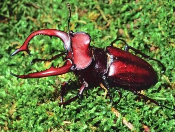 Loài bọ quý hiếm, loài côn trùng đắt nhất thế giới, Bọ cánh cứng Stag Beetles 