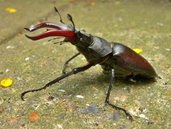 Loài bọ quý hiếm, loài côn trùng đắt nhất thế giới, Bọ cánh cứng Stag Beetles 