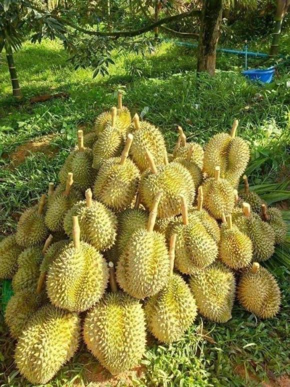 sầu riêng, tỉnh trồng sầu riêng, kiến thức 