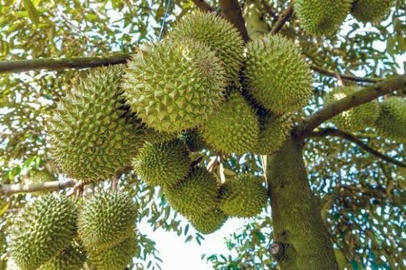 sầu riêng, tỉnh trồng sầu riêng, kiến thức 