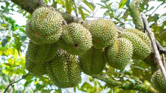 sầu riêng, sầu riêng trồng ở đâu, kiến thức 