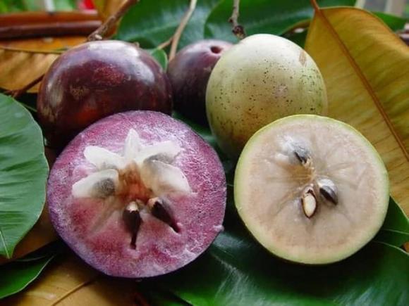 Quả vú sữa, tác dụng của quả vú sữa