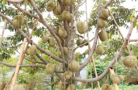 sầu riêng
