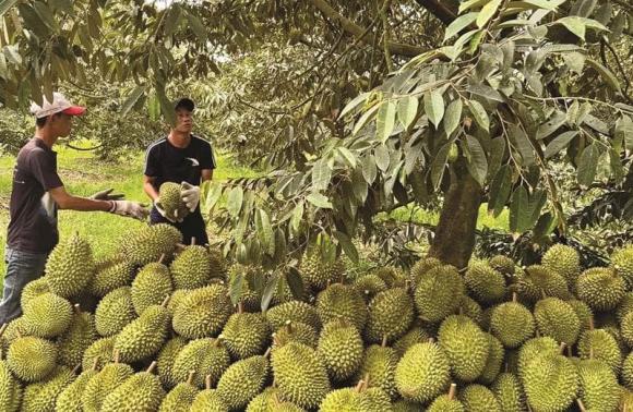 sầu riêng, sầu riêng trồng ở đâu, kiến thức 
