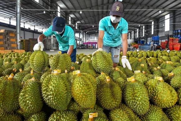 sầu riêng, tỉnh trồng sầu riêng, kiến thức 