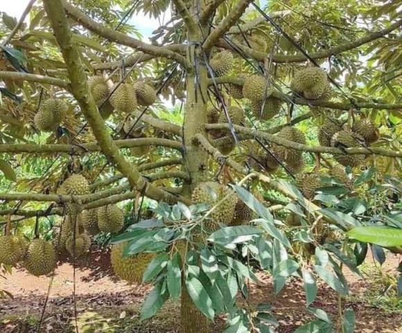 sầu riêng, sầu riêng trồng ở đâu, kiến thức 
