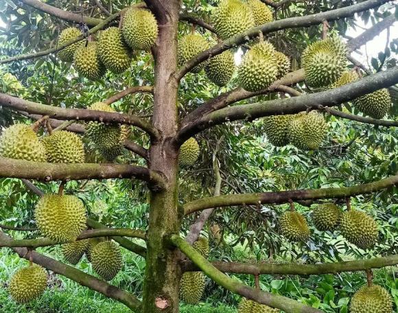 sầu riêng, sầu riêng trồng ở đâu, kiến thức 
