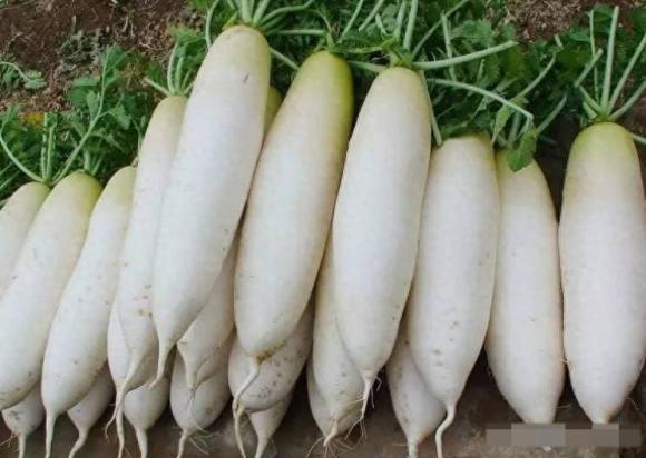 củ cải, kinh nghiệm đi chợ