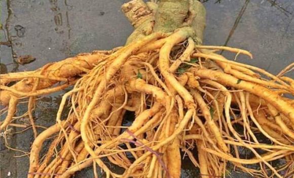 đinh lăng, rễ đinh lăng, loại rễ cây được ví như ‘nhân sâm’ của người nghèo