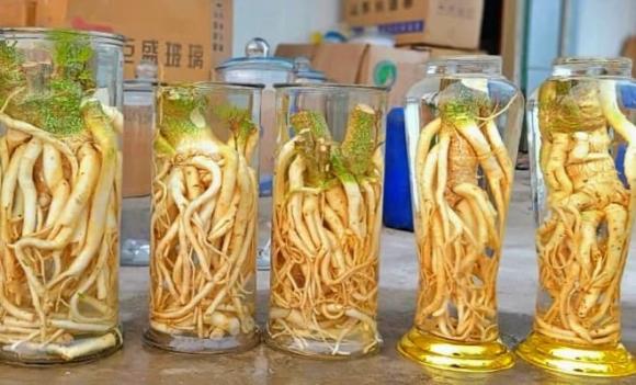 đinh lăng, rễ đinh lăng, loại rễ cây được ví như ‘nhân sâm’ của người nghèo