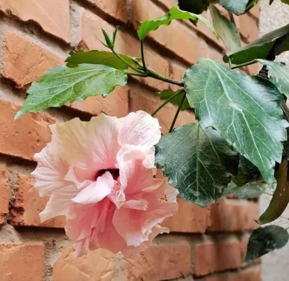 hoa dâm bụt, cây cảnh, trồng ho
