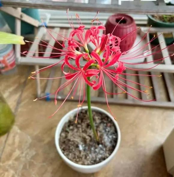 hoa dâm bụt, cây cảnh, trồng ho