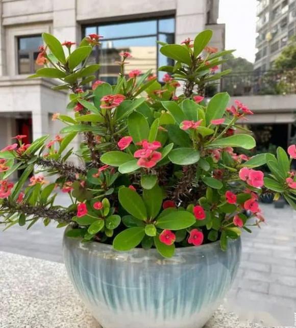 hoa dâm bụt, cây cảnh, trồng ho