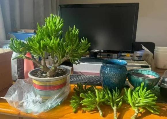 phong thủy gia đình, phong thủy, những cây cảnh nên trồng trong nhà
