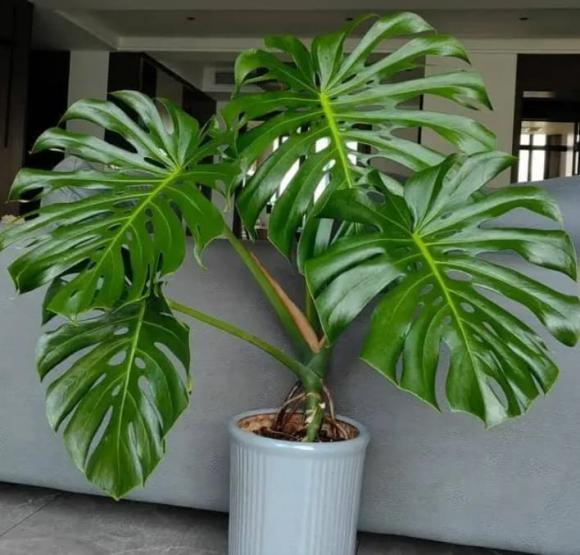 phong thủy gia đình, phong thủy, những cây cảnh nên trồng trong nhà