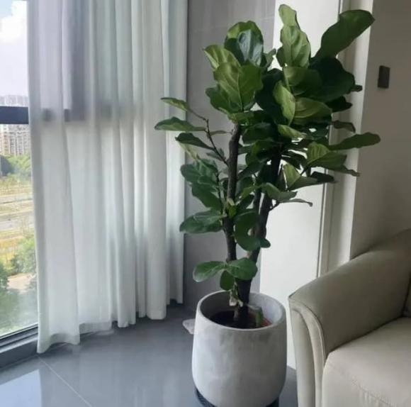 phong thủy gia đình, phong thủy, những cây cảnh nên trồng trong nhà
