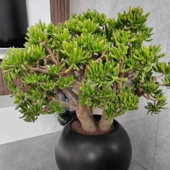 phong thủy gia đình, phong thủy, những cây cảnh nên trồng trong nhà