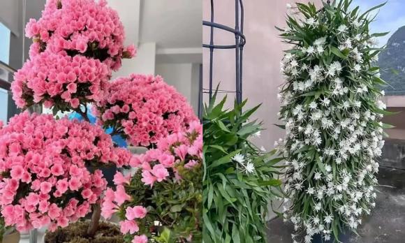 người lớn tuổi trồng hoa gì, trồng cây cảnh hợp phong thủy