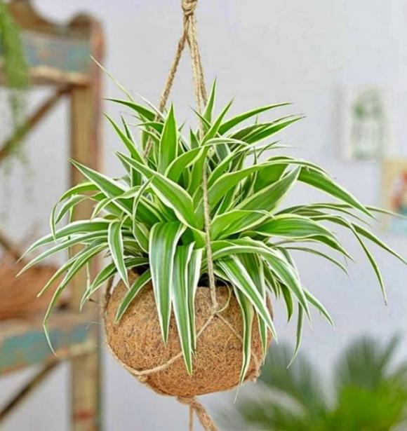 cỏ lan chi, cỏ lan chi hợp người tuổi Mùi, mệnh Thủy, mệnh Kim