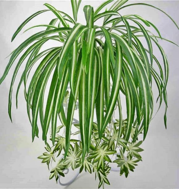 cỏ lan chi, cỏ lan chi hợp người tuổi Mùi, mệnh Thủy, mệnh Kim