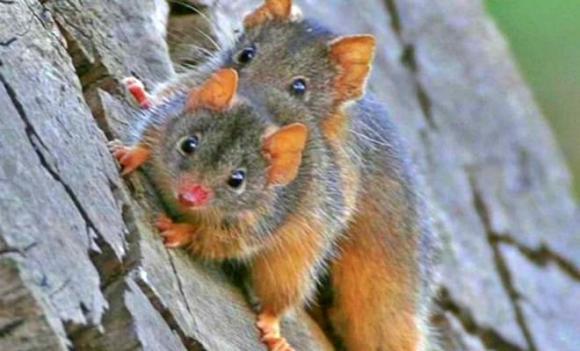 loài thú có túi Antechinus, loài động vật ăn thịt giao phối cho đến khi chết