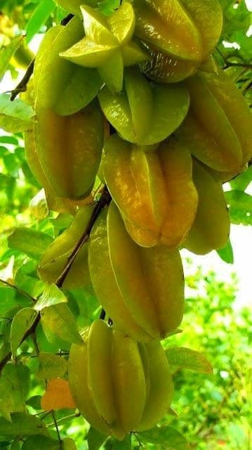 trồng cây, trồng khế, trồng cây khế 