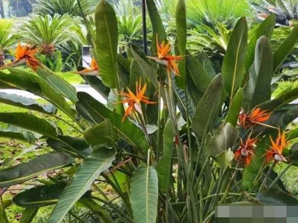trồng cây, trồng hoa, trồng cây trong nhà