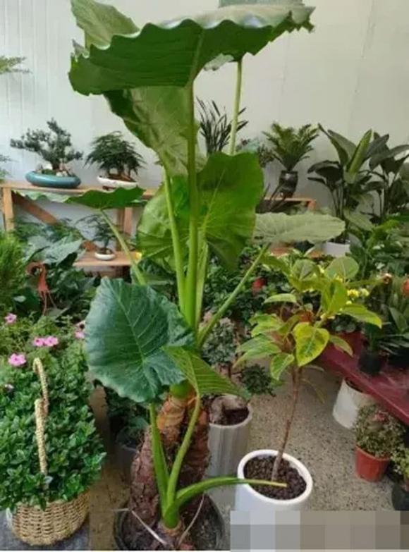 trồng cây, trồng hoa, trồng cây trong nhà