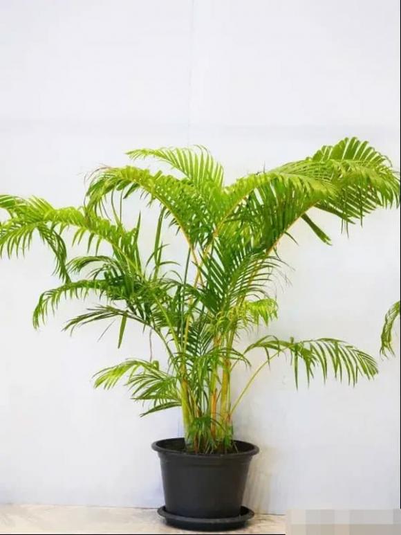 trồng cây, trồng hoa, trồng cây trong nhà