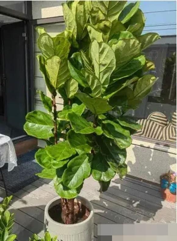 trồng cây, trồng hoa, trồng cây trong nhà