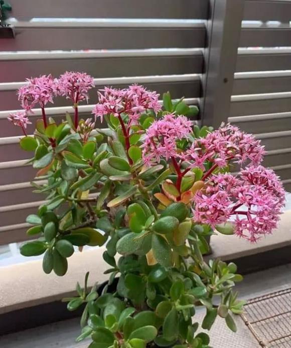 trồng hoa, cây hoa, trồng hoa trong nhà 