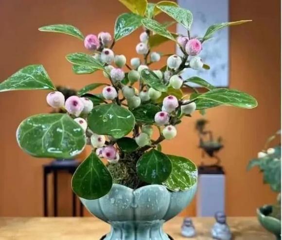 trồng hoa, cây hoa, trồng hoa trong nhà 