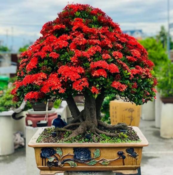 Cây phú quý, cây nên trồng trong nhà, phong thủy
