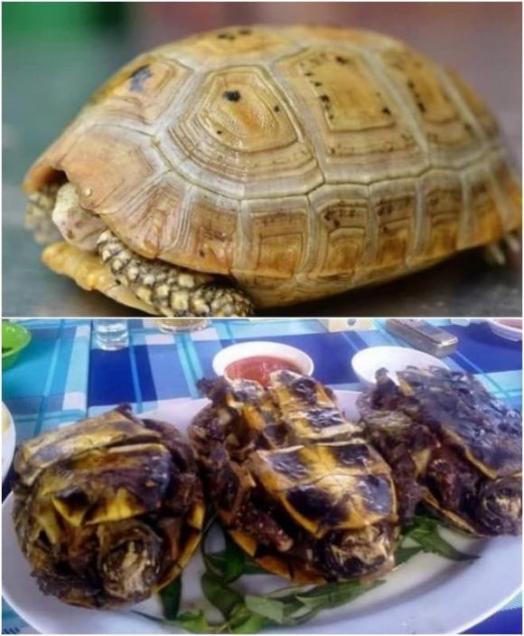 Món ăn đắt nhất Việt Nam, rùa vàng