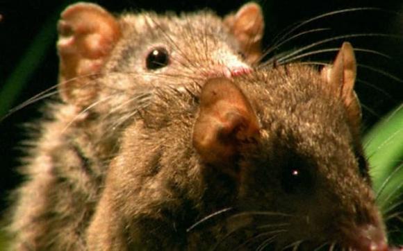 loài thú có túi Antechinus, loài động vật ăn thịt giao phối cho đến khi chết