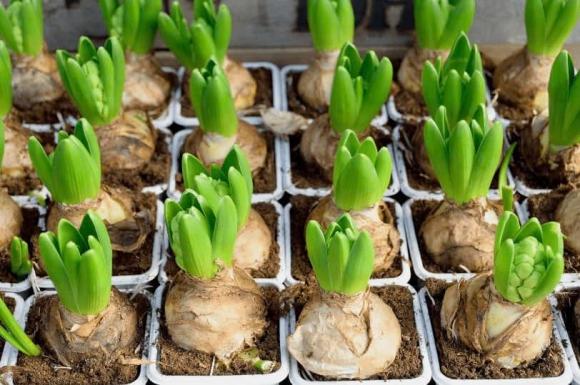 Tết Nguyên đán Ất Tỵ năm 2025, cách trồng hoa ly kịp nở dịp tết