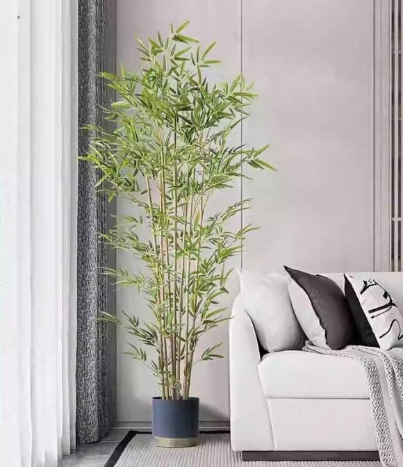trồng cây phong thủy, cây tài lộc