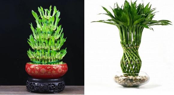 trồng cây phong thủy, cây tài lộc
