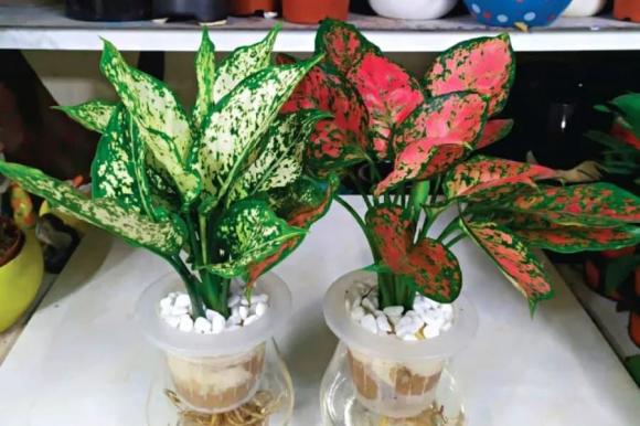 trồng cây phong thủy, cây tài lộc