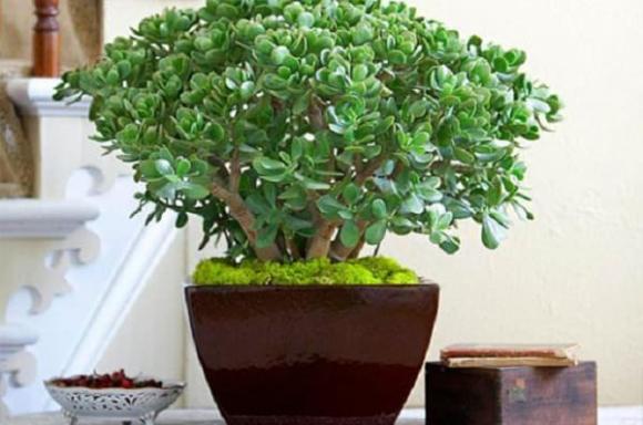 trồng cây phong thủy, cây tài lộc