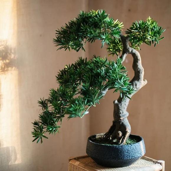trồng cây phong thủy, cây tài lộc