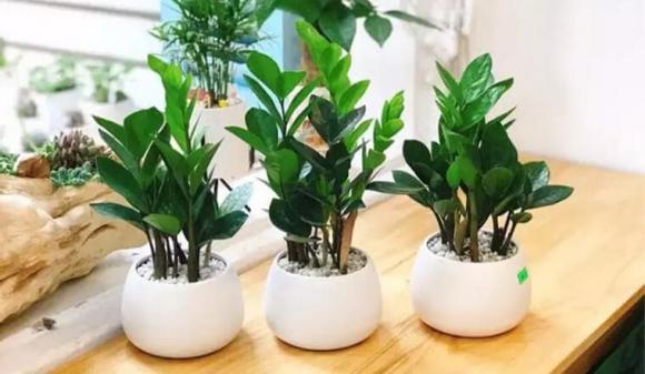 trồng cây phong thủy, cây tài lộc