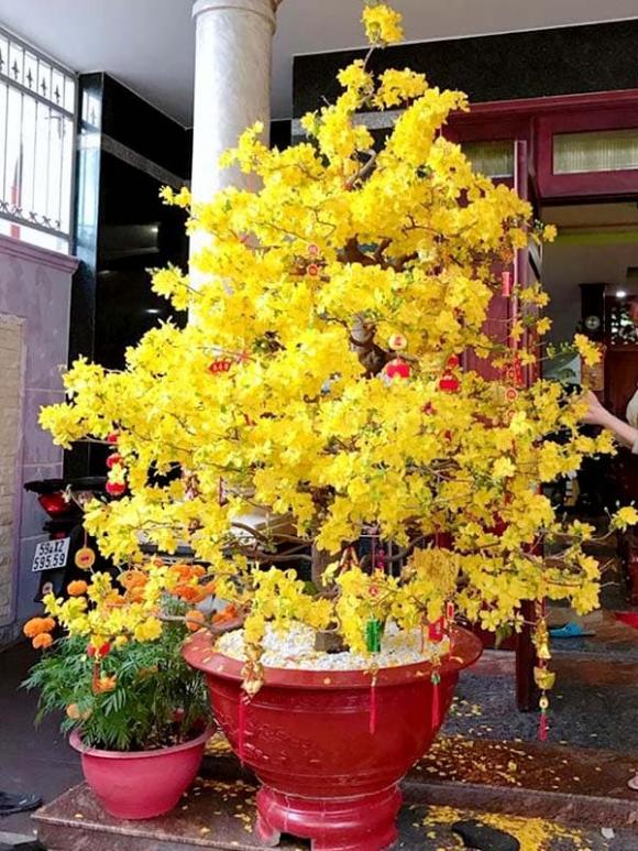 trồng cây phong thủy, cây tài lộc
