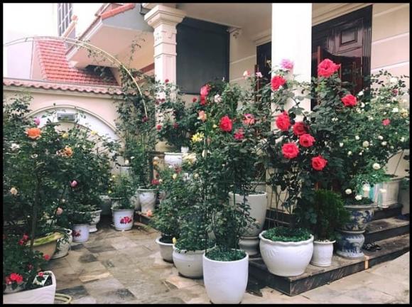 trồng cây phong thủy, cây tài lộc