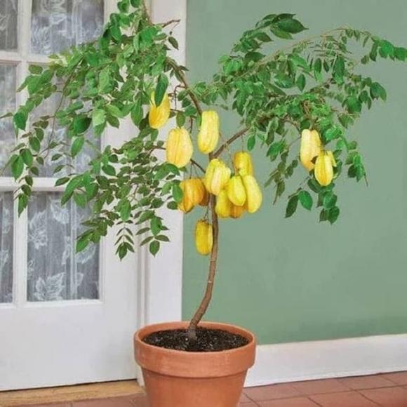trồng cây phong thủy, cây tài lộc